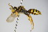  ( - BC ZSM HYM 14738)  @14 [ ] CreativeCommons - Attribution Non-Commercial Share-Alike (2015) Unspecified SNSB, Zoologische Staatssammlung Muenchen
