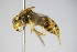  ( - BC ZSM HYM 14739)  @13 [ ] CreativeCommons - Attribution Non-Commercial Share-Alike (2015) Unspecified SNSB, Zoologische Staatssammlung Muenchen