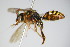  ( - BC ZSM HYM 14740)  @13 [ ] CreativeCommons - Attribution Non-Commercial Share-Alike (2015) Unspecified SNSB, Zoologische Staatssammlung Muenchen