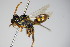  ( - BC ZSM HYM 14741)  @13 [ ] CreativeCommons - Attribution Non-Commercial Share-Alike (2015) Unspecified SNSB, Zoologische Staatssammlung Muenchen