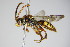  ( - BC ZSM HYM 14751)  @12 [ ] CreativeCommons - Attribution Non-Commercial Share-Alike (2015) Unspecified SNSB, Zoologische Staatssammlung Muenchen