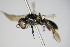  ( - BC ZSM HYM 14781)  @11 [ ] CreativeCommons - Attribution Non-Commercial Share-Alike (2015) Unspecified SNSB, Zoologische Staatssammlung Muenchen
