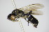  ( - BC ZSM HYM 14782)  @11 [ ] CreativeCommons - Attribution Non-Commercial Share-Alike (2015) Unspecified SNSB, Zoologische Staatssammlung Muenchen