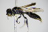  ( - BC ZSM HYM 14784)  @11 [ ] CreativeCommons - Attribution Non-Commercial Share-Alike (2015) Unspecified SNSB, Zoologische Staatssammlung Muenchen