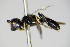  ( - BC ZSM HYM 14789)  @13 [ ] CreativeCommons - Attribution Non-Commercial Share-Alike (2015) Unspecified SNSB, Zoologische Staatssammlung Muenchen