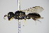  ( - BC ZSM HYM 14790)  @13 [ ] CreativeCommons - Attribution Non-Commercial Share-Alike (2015) Unspecified SNSB, Zoologische Staatssammlung Muenchen