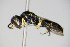  ( - BC ZSM HYM 14792)  @13 [ ] CreativeCommons - Attribution Non-Commercial Share-Alike (2015) Unspecified SNSB, Zoologische Staatssammlung Muenchen