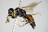  ( - BC ZSM HYM 14804)  @13 [ ] CreativeCommons - Attribution Non-Commercial Share-Alike (2015) Unspecified SNSB, Zoologische Staatssammlung Muenchen