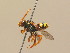  ( - BC ZSM HYM 14866)  @14 [ ] CreativeCommons - Attribution Non-Commercial Share-Alike (2015) Unspecified SNSB, Zoologische Staatssammlung Muenchen