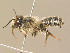 ( - BC ZSM HYM 14917)  @13 [ ] CreativeCommons - Attribution Non-Commercial Share-Alike (2015) Unspecified SNSB, Zoologische Staatssammlung Muenchen