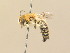  ( - BC ZSM HYM 14925)  @13 [ ] CreativeCommons - Attribution Non-Commercial Share-Alike (2015) Unspecified SNSB, Zoologische Staatssammlung Muenchen