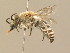  ( - BC ZSM HYM 14931)  @13 [ ] CreativeCommons - Attribution Non-Commercial Share-Alike (2015) Unspecified SNSB, Zoologische Staatssammlung Muenchen