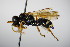  ( - BC ZSM HYM 15214)  @12 [ ] CreativeCommons - Attribution Non-Commercial Share-Alike (2015) Unspecified SNSB, Zoologische Staatssammlung Muenchen
