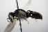  ( - BC ZSM HYM 15217)  @12 [ ] CreativeCommons - Attribution Non-Commercial Share-Alike (2015) Unspecified SNSB, Zoologische Staatssammlung Muenchen