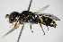  ( - BC ZSM HYM 15219)  @13 [ ] CreativeCommons - Attribution Non-Commercial Share-Alike (2015) Unspecified SNSB, Zoologische Staatssammlung Muenchen