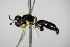  ( - BC ZSM HYM 15225)  @12 [ ] CreativeCommons - Attribution Non-Commercial Share-Alike (2015) Unspecified SNSB, Zoologische Staatssammlung Muenchen