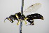  ( - BC ZSM HYM 15226)  @13 [ ] CreativeCommons - Attribution Non-Commercial Share-Alike (2015) Unspecified SNSB, Zoologische Staatssammlung Muenchen