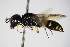  ( - BC ZSM HYM 15232)  @13 [ ] CreativeCommons - Attribution Non-Commercial Share-Alike (2015) Unspecified SNSB, Zoologische Staatssammlung Muenchen