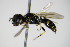  ( - BC ZSM HYM 15233)  @13 [ ] CreativeCommons - Attribution Non-Commercial Share-Alike (2015) Unspecified SNSB, Zoologische Staatssammlung Muenchen