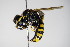  ( - BC ZSM HYM 15235)  @13 [ ] CreativeCommons - Attribution Non-Commercial Share-Alike (2015) Unspecified SNSB, Zoologische Staatssammlung Muenchen