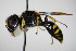  ( - BC ZSM HYM 15238)  @14 [ ] CreativeCommons - Attribution Non-Commercial Share-Alike (2015) Unspecified SNSB, Zoologische Staatssammlung Muenchen