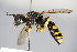  ( - BC ZSM HYM 15246)  @13 [ ] CreativeCommons - Attribution Non-Commercial Share-Alike (2015) Unspecified SNSB, Zoologische Staatssammlung Muenchen
