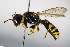  ( - BC ZSM HYM 15247)  @13 [ ] CreativeCommons - Attribution Non-Commercial Share-Alike (2015) Unspecified SNSB, Zoologische Staatssammlung Muenchen