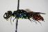  ( - BC ZSM HYM 15251)  @13 [ ] CreativeCommons - Attribution Non-Commercial Share-Alike (2015) Unspecified SNSB, Zoologische Staatssammlung Muenchen