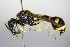  ( - BC ZSM HYM 15255)  @13 [ ] CreativeCommons - Attribution Non-Commercial Share-Alike (2015) Unspecified SNSB, Zoologische Staatssammlung Muenchen