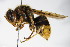  (Vespa crabro - BC ZSM HYM 15275)  @14 [ ] CreativeCommons - Attribution Non-Commercial Share-Alike (2015) Unspecified SNSB, Zoologische Staatssammlung Muenchen