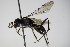  ( - BC ZSM HYM 15282)  @12 [ ] CreativeCommons - Attribution Non-Commercial Share-Alike (2015) Unspecified SNSB, Zoologische Staatssammlung Muenchen