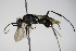  ( - BC ZSM HYM 15283)  @12 [ ] CreativeCommons - Attribution Non-Commercial Share-Alike (2015) Unspecified SNSB, Zoologische Staatssammlung Muenchen