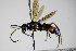  ( - BC ZSM HYM 15284)  @11 [ ] CreativeCommons - Attribution Non-Commercial Share-Alike (2015) Unspecified SNSB, Zoologische Staatssammlung Muenchen
