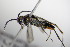  ( - BC ZSM HYM 15287)  @12 [ ] CreativeCommons - Attribution Non-Commercial Share-Alike (2015) Unspecified SNSB, Zoologische Staatssammlung Muenchen