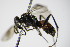  ( - BC ZSM HYM 15289)  @12 [ ] CreativeCommons - Attribution Non-Commercial Share-Alike (2015) Unspecified SNSB, Zoologische Staatssammlung Muenchen