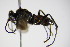  ( - BC ZSM HYM 15290)  @12 [ ] CreativeCommons - Attribution Non-Commercial Share-Alike (2015) Unspecified SNSB, Zoologische Staatssammlung Muenchen
