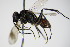  ( - BC ZSM HYM 15291)  @12 [ ] CreativeCommons - Attribution Non-Commercial Share-Alike (2015) Unspecified SNSB, Zoologische Staatssammlung Muenchen