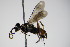  ( - BC ZSM HYM 15294)  @12 [ ] CreativeCommons - Attribution Non-Commercial Share-Alike (2015) Unspecified SNSB, Zoologische Staatssammlung Muenchen