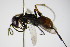  ( - BC ZSM HYM 15295)  @13 [ ] CreativeCommons - Attribution Non-Commercial Share-Alike (2015) Unspecified SNSB, Zoologische Staatssammlung Muenchen