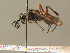  ( - BC ZSM HYM 15307)  @13 [ ] CreativeCommons - Attribution Non-Commercial Share-Alike (2015) Unspecified SNSB, Zoologische Staatssammlung Muenchen