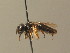  ( - BC ZSM HYM 15310)  @12 [ ] CreativeCommons - Attribution Non-Commercial Share-Alike (2015) Unspecified SNSB, Zoologische Staatssammlung Muenchen