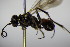  ( - BC ZSM HYM 15504)  @12 [ ] CreativeCommons - Attribution Non-Commercial Share-Alike (2015) Unspecified SNSB, Zoologische Staatssammlung Muenchen