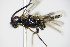  ( - BC ZSM HYM 16744)  @12 [ ] CreativeCommons - Attribution Non-Commercial Share-Alike (2015) Unspecified SNSB, Zoologische Staatssammlung Muenchen