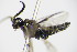  ( - BC ZSM HYM 16745)  @12 [ ] CreativeCommons - Attribution Non-Commercial Share-Alike (2015) Unspecified SNSB, Zoologische Staatssammlung Muenchen