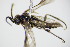  ( - BC ZSM HYM 16747)  @12 [ ] CreativeCommons - Attribution Non-Commercial Share-Alike (2015) Unspecified SNSB, Zoologische Staatssammlung Muenchen