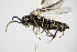  ( - BC ZSM HYM 16749)  @13 [ ] CreativeCommons - Attribution Non-Commercial Share-Alike (2015) Unspecified SNSB, Zoologische Staatssammlung Muenchen