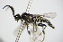  ( - BC ZSM HYM 16751)  @13 [ ] CreativeCommons - Attribution Non-Commercial Share-Alike (2015) Unspecified SNSB, Zoologische Staatssammlung Muenchen