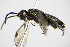  ( - BC ZSM HYM 16752)  @13 [ ] CreativeCommons - Attribution Non-Commercial Share-Alike (2015) Unspecified SNSB, Zoologische Staatssammlung Muenchen