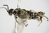  ( - BC ZSM HYM 16758)  @13 [ ] CreativeCommons - Attribution Non-Commercial Share-Alike (2015) Unspecified SNSB, Zoologische Staatssammlung Muenchen