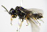  ( - BC ZSM HYM 16774)  @11 [ ] CreativeCommons - Attribution Non-Commercial Share-Alike (2015) Unspecified SNSB, Zoologische Staatssammlung Muenchen